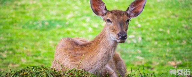 养梅花鹿需到林业部门取得《野生动物驯养繁殖许可证》和《野生动物