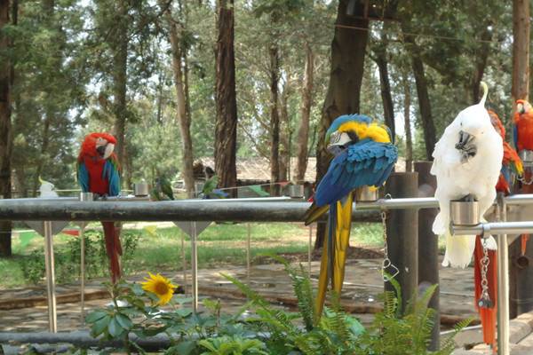 表演为一体的园区 云南野生动物园是云南少的的以野生动物驯养繁殖